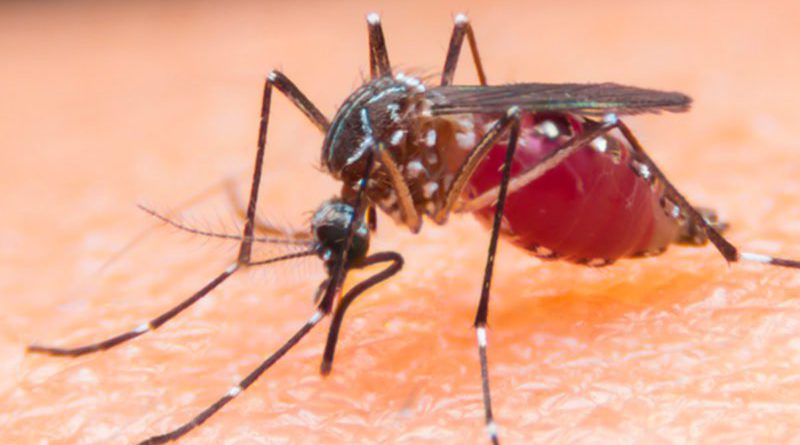 Keep mosquitoes away with these simple tricks