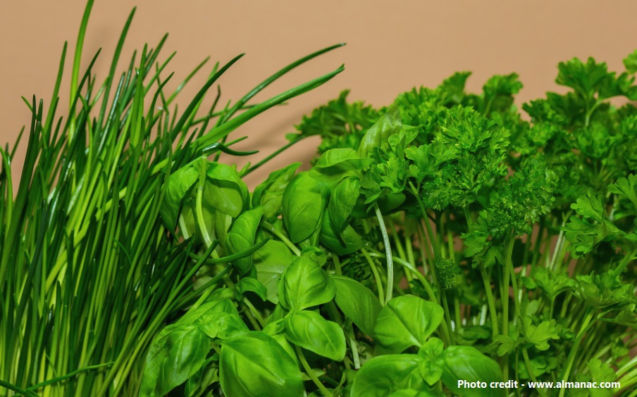 herbs for blood pressure